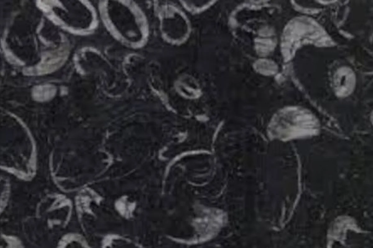 Shell Reef Black